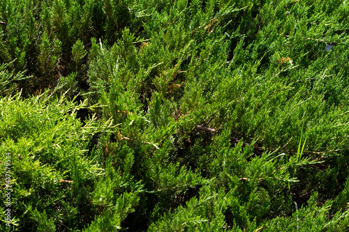 Coniferous green background from the plant of the kind of thuja shot from top to bottom solid low bushes. The background is a texture on the theme of eternally green flora. Lots of healing plants.