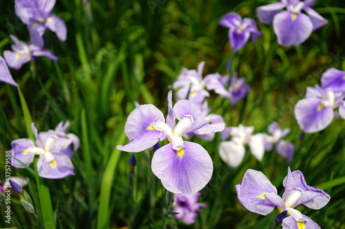 Beautiful purple Iris flower in Japan - 紫色の菖蒲の花 日本