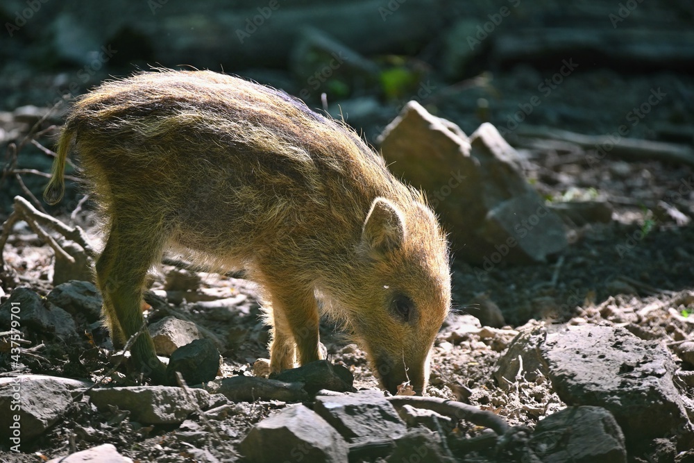 Small wild piglets in the forest. Animals in the wild, natural colorful background. Small wild piglets in the forest. Animals in the wild, natural colorful background.