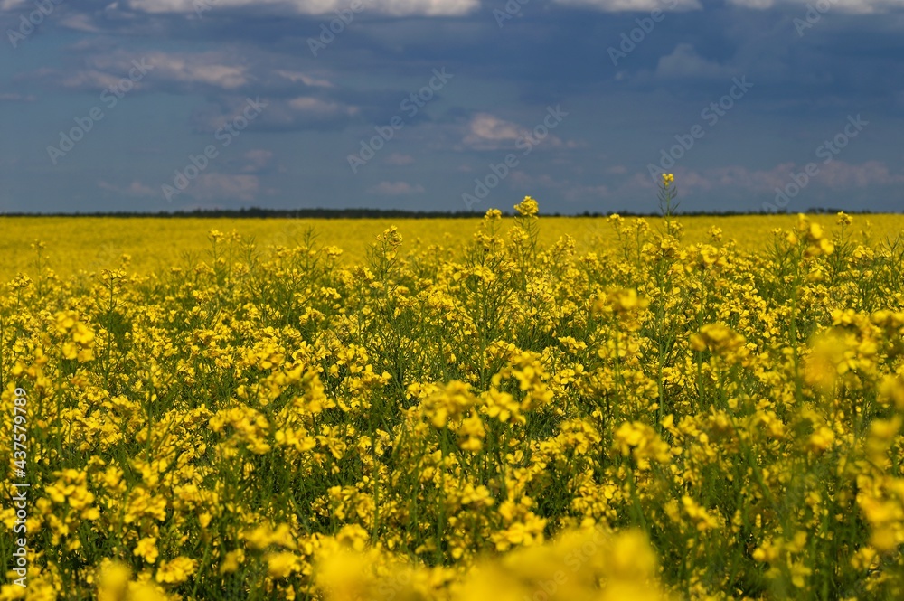 Field with flowering rapeseed in spring time.