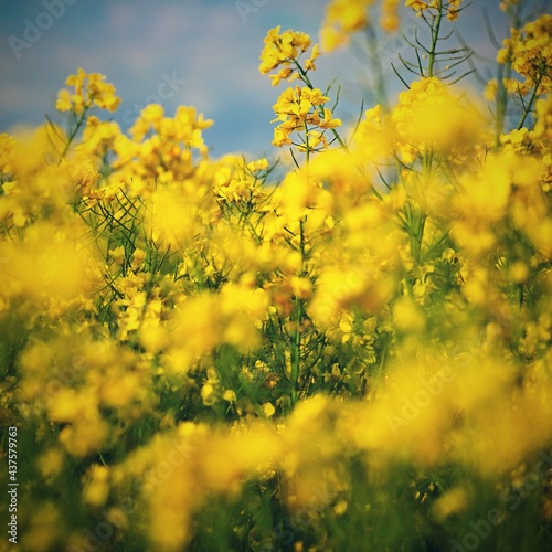 Field with flowering rapeseed in spring time.