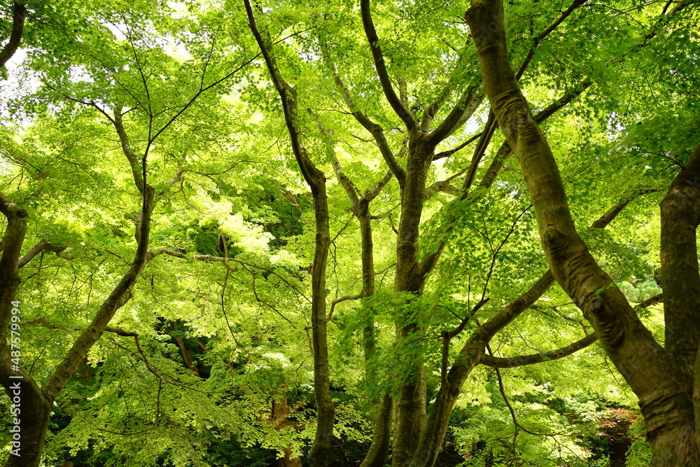 Obraz premium Lush Green Momiji or Maple in Summer, Japan. Closeup view - 日本 新緑のもみじ
