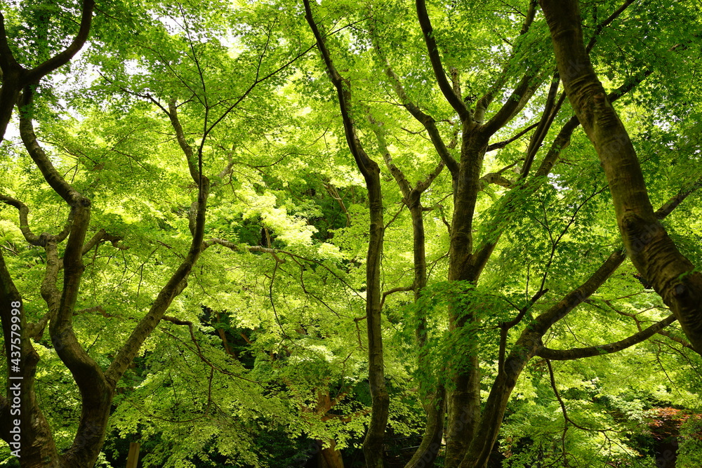 Lush Green Momiji or Maple in Summer, Japan. Closeup view - 日本 新緑のもみじ Lush Green Momiji or Maple in Summer, Japan. Closeup view - 日本 新緑のもみじ