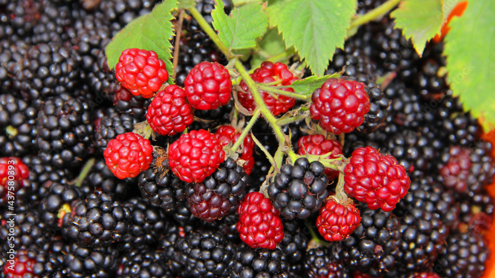 berries of blackberry berries of blackberry