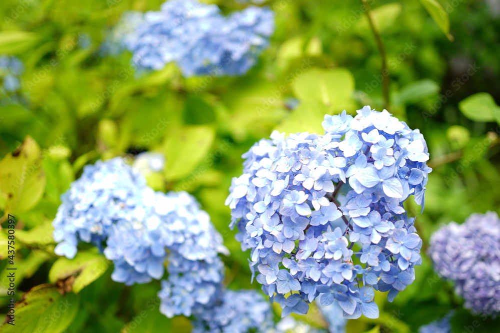 Blue Hydrangea flower on blurred background - 青い紫陽花の花 Blue Hydrangea flower on blurred background - 青い紫陽花の花