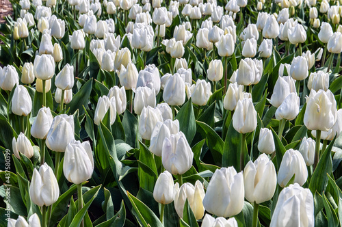 Tulip Field photo