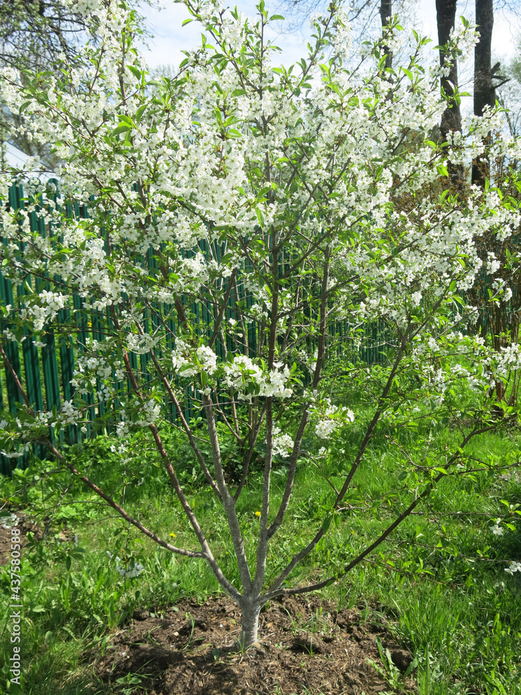 cherry tree blooms luxuriantly in the spring in the garden cherry tree blooms luxuriantly in the spring in the garden