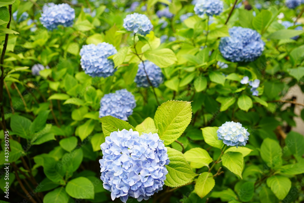Blue Hydrangea flower on blurred background - 青い紫陽花の花 Blue Hydrangea flower on blurred background - 青い紫陽花の花