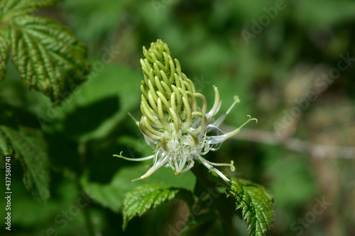 Ährige Teufelskralle, Phyteuma spicatum, weiße Teufelskralle, Blütenstand mit mehreren Blüten im Juni, Sonne