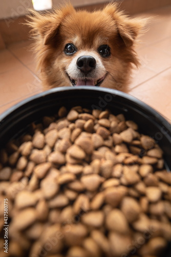 An image of adorable brown dog is waiting for owner to feed dog food pellets in black bucket