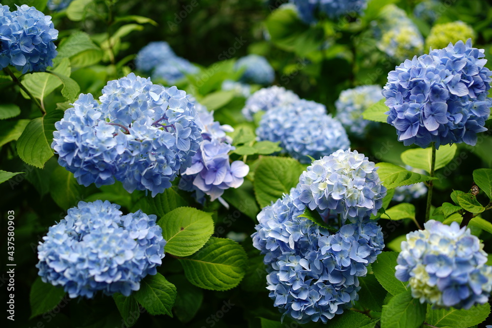 Blue Hydrangea flower on blurred background - 青い紫陽花の花 Blue Hydrangea flower on blurred background - 青い紫陽花の花