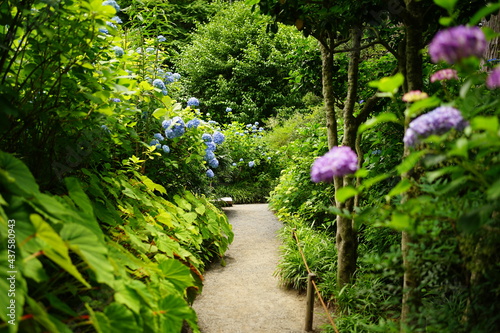 Fototapeta Naklejka Na Ścianę i Meble -  Path surrounded by Blue Hydrangea flower on blurred background - 青い紫陽花の花 道