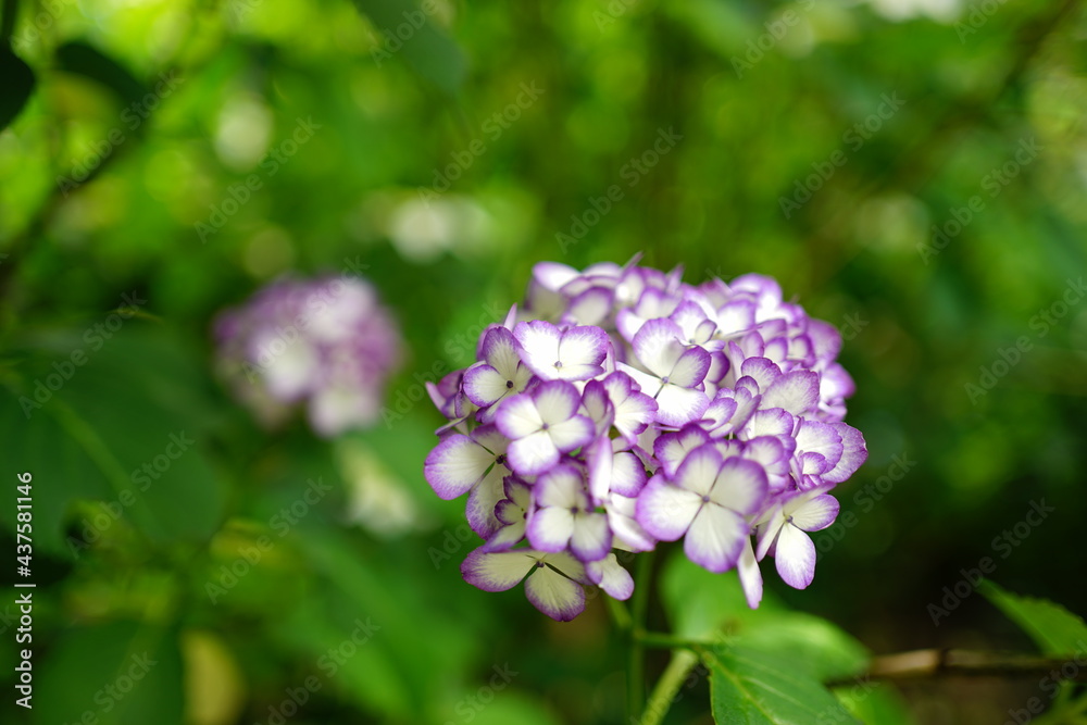 Purple Hydrangea flower on blurred background - 紫色の紫陽花の花 Purple Hydrangea flower on blurred background - 紫色の紫陽花の花