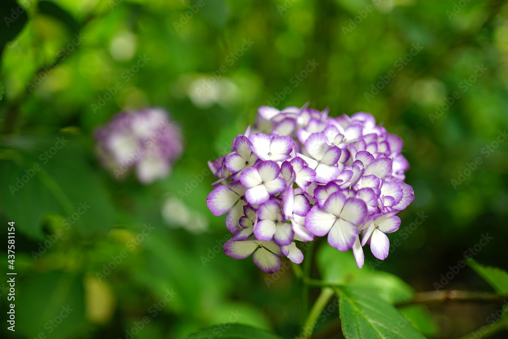 Purple Hydrangea flower on blurred background - 紫色の紫陽花の花 Purple Hydrangea flower on blurred background - 紫色の紫陽花の花