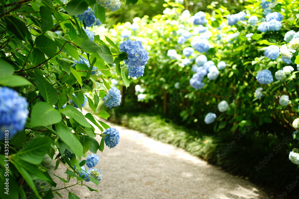 Path surrounded by Blue Hydrangea flower on blurred background - 青い紫陽花の花 道 Path surrounded by Blue Hydrangea flower on blurred background - 青い紫陽花の花 道