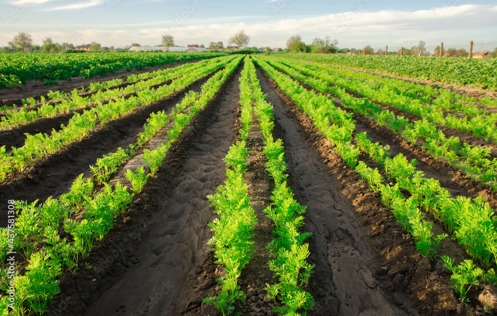 Carrot plantations grow in the field. Vegetable rows. Growing vegetables. Landscape with agricultural land. Green plant agriculture. Farming. Selective focus Carrot plantations grow in the field. Vegetable rows. Growing vegetables. Landscape with agricultural land. Green plant agriculture. Farming. Selective focus