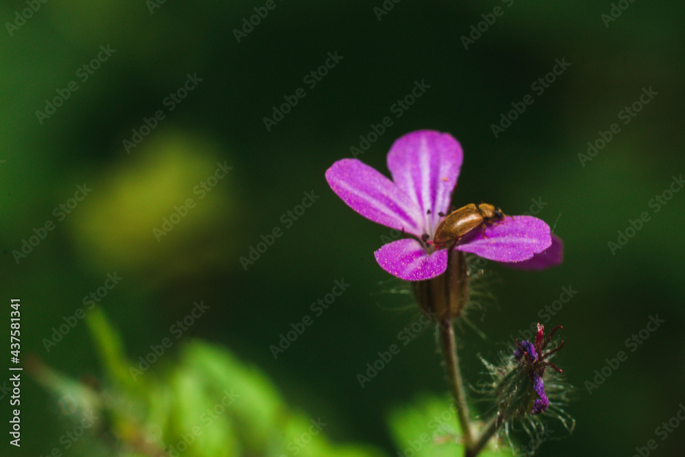Fototapeta premium Polne kwiaty wiosna maj.