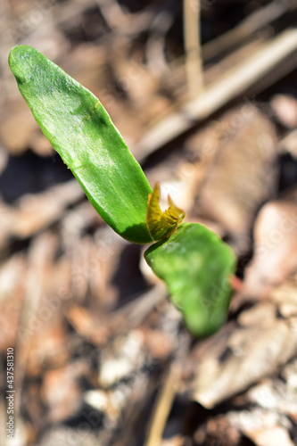 Keimling des Spitzahorns, Acer platanoides, oder Bergahorns, Acer pseudoplatanus, mit länglichen Keimblättern und ersten richtigen Blättern im Frühling