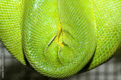 close up green snake skin