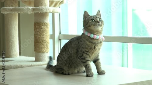Cute Scottish Kitten Sitting On Cat Wood Table