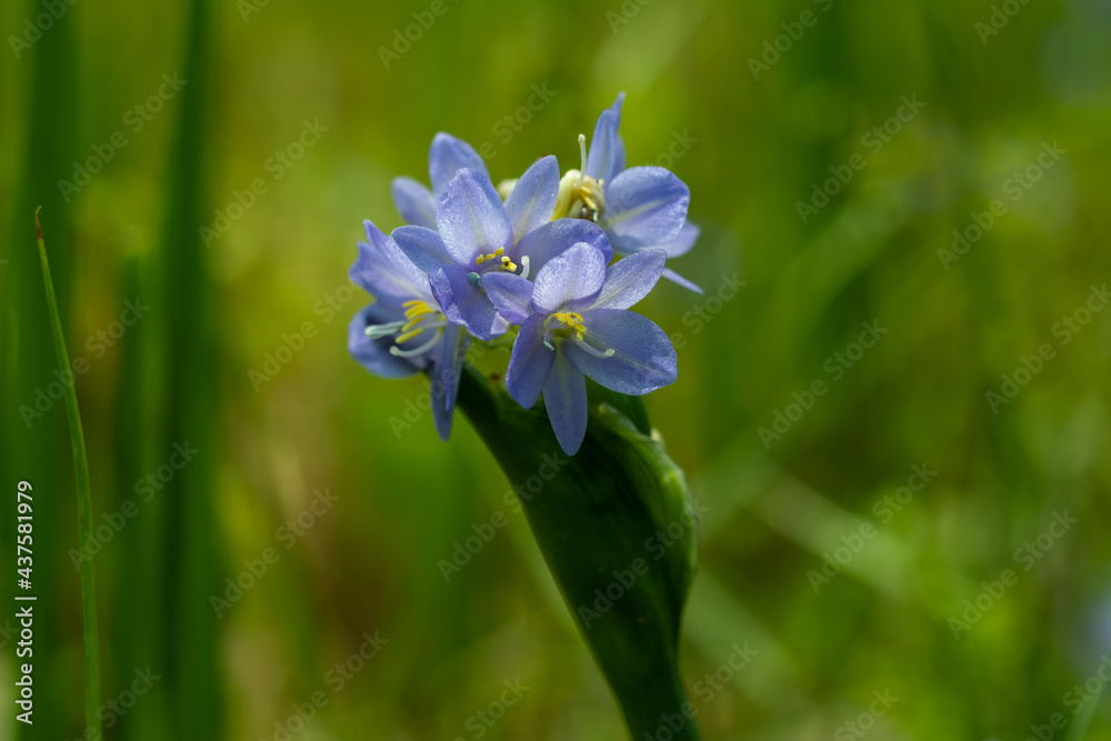 The Lily of the Nile or Agapanthus campanulatus produces flower