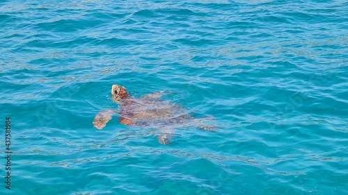 Caretta caretta turtle in zakynthos greece