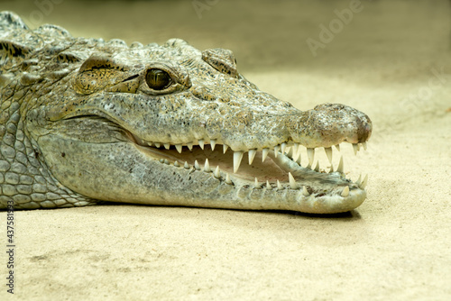 Kopf eines Krokodils mit geöffnetem Maul und spitzen Zähnen