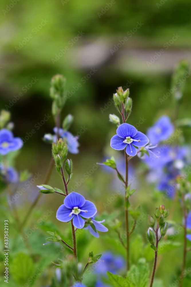 Gamander Ehrenpreis, Veronica chamaedrys, zarte, blaue Blüten