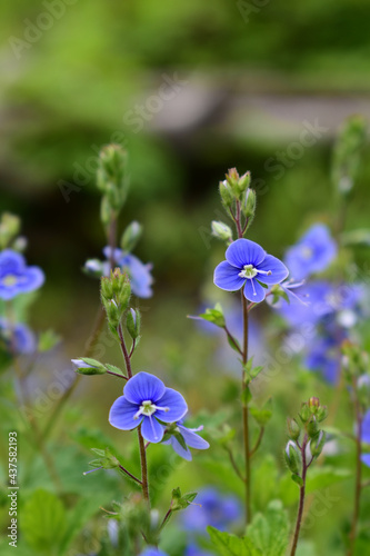 Gamander Ehrenpreis, Veronica chamaedrys, zarte, blaue Blüten