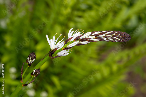 Portrait of flowering asphodelus albus, common name white asphodel plant in the spring garden photo