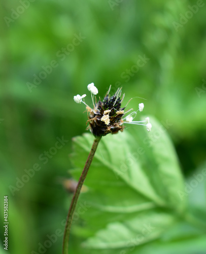 Spitzwegerich, Plantago lanceolata, frisch aufgeblühte Blüte mit deutlich sichtbaren Staubgefäßen und unaufgeblühten Blüten am Blütenstand © EvaRuth