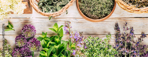 Harvesting herbs, long banner. Healing plants on a white wooden background.
