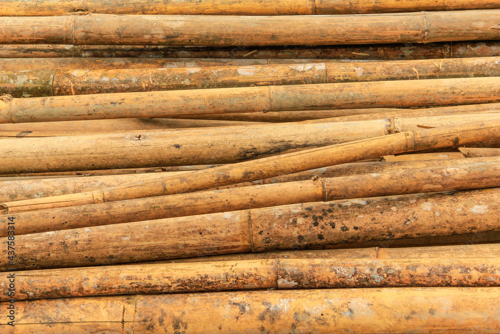 Bamboo Bamboo