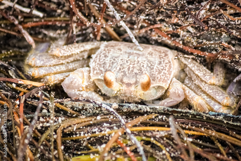 close up of a crab