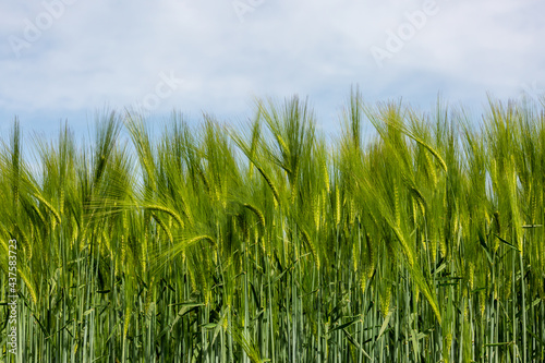 Green Cereal Crops against a Blue Sky