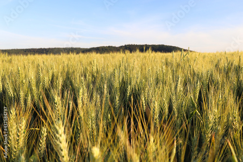 Wheat growing in a field on rural farmland in Germany on a summer evening.