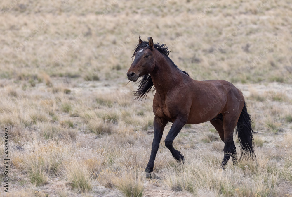 Wild Horse Stallion in the Utah Desert