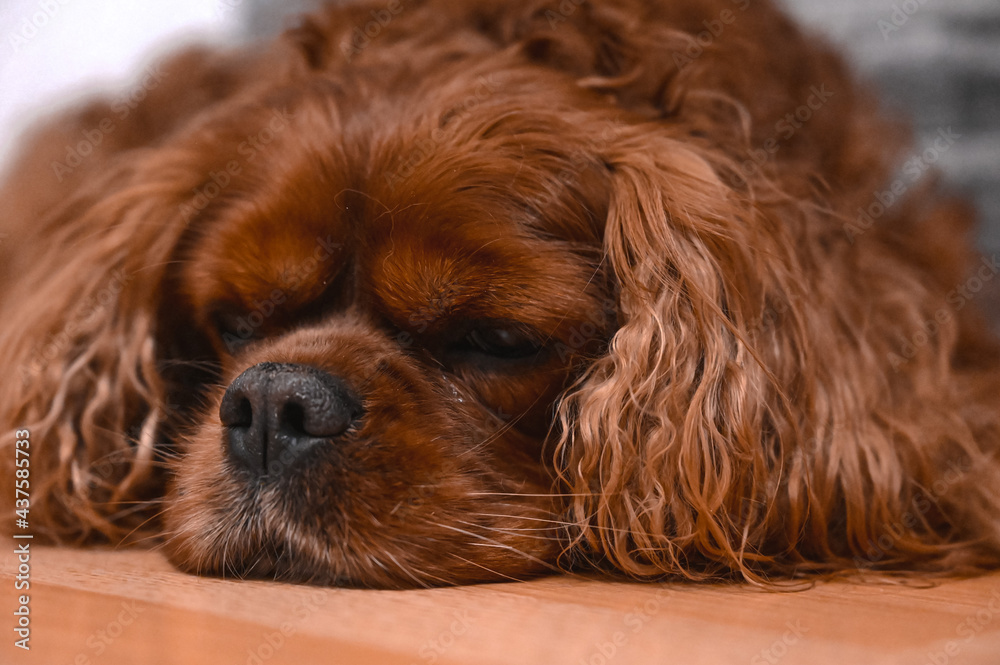 A brown Cavalier King Charles Spaniel dog lying on the ground A brown Cavalier King Charles Spaniel dog lying on the ground
