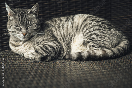 A black and gray striped European shorthair cat © Marcus Beckert