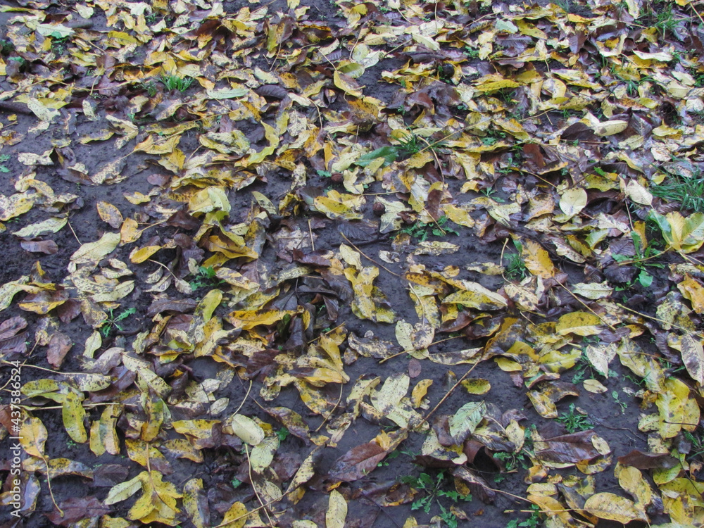 wet fallen leaves lie on the ground - autumn background