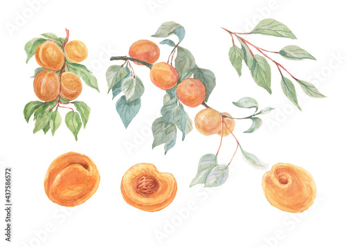 Fruit apricots watercolor illustration hand drawn seamless pattern. Print textile realistic style garden harvest background juice jam healthy foods with vitamins healthy food vegetarianism
