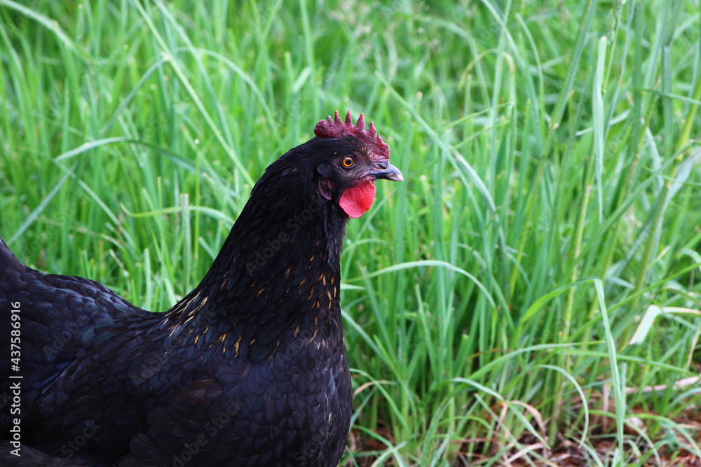 Fototapeta premium Henne schaut sich im Garten um