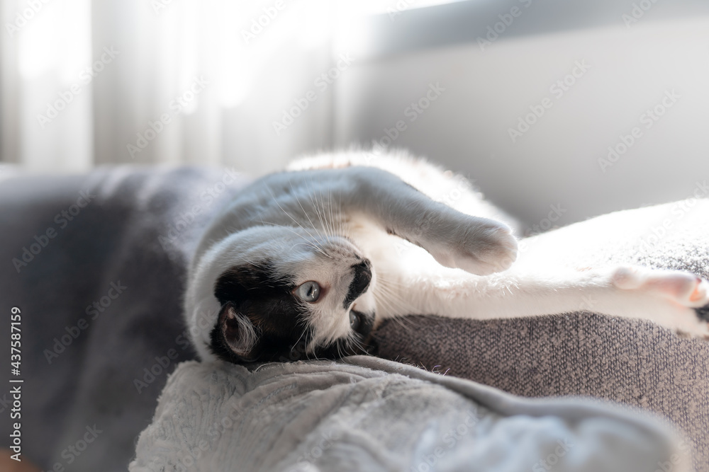 black and white cat with blue eyes lying on a gray sofa under the light of the window