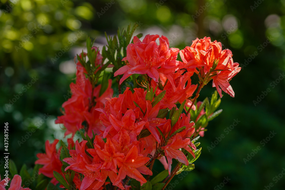 Flowering rhododendrons in the spring garden. Beautiful rhododendron flowers in bush Flowering rhododendrons in the spring garden. Beautiful rhododendron flowers in bush