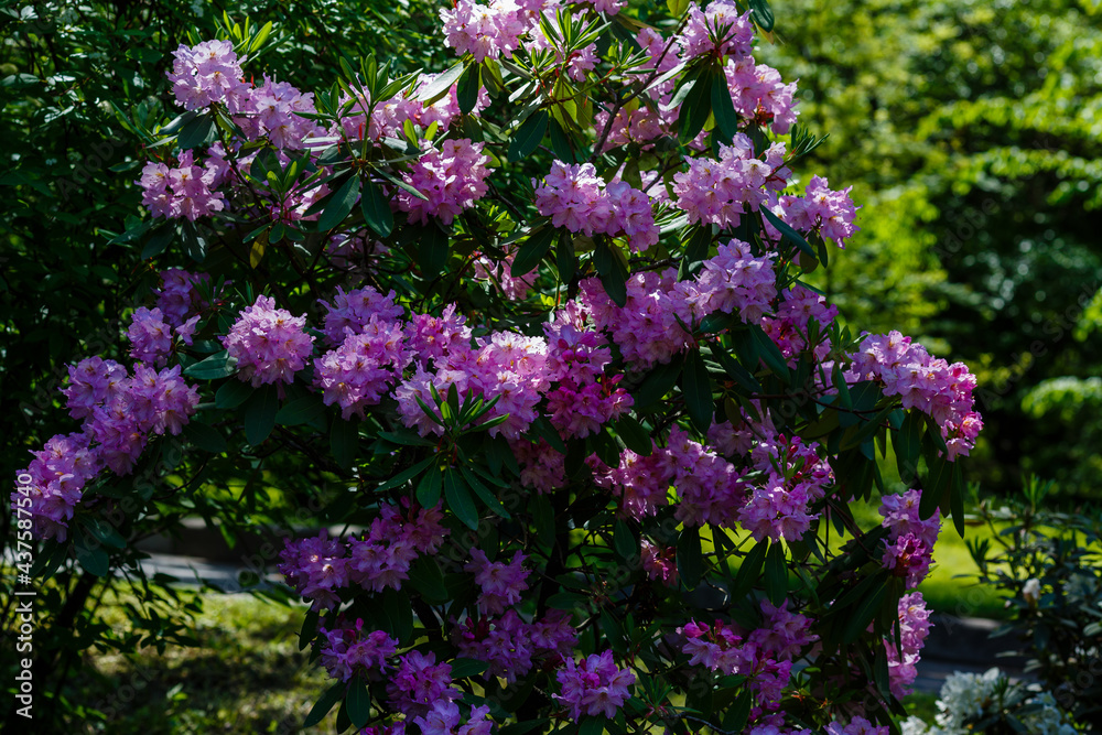 Obraz premium Flowering rhododendrons in the spring garden. Beautiful rhododendron flowers in bush