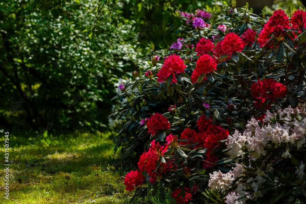 Flowering rhododendrons in the spring garden. Beautiful rhododendron flowers in bush