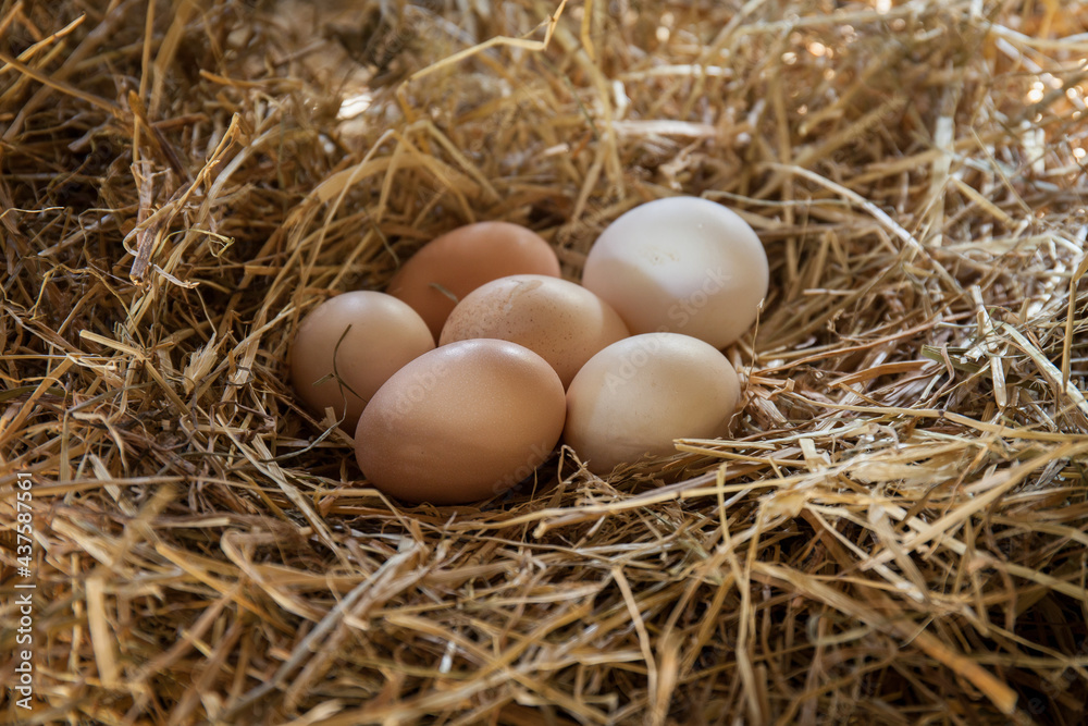Fresh eggs on a straw in chicken coop Fresh eggs on a straw in chicken coop