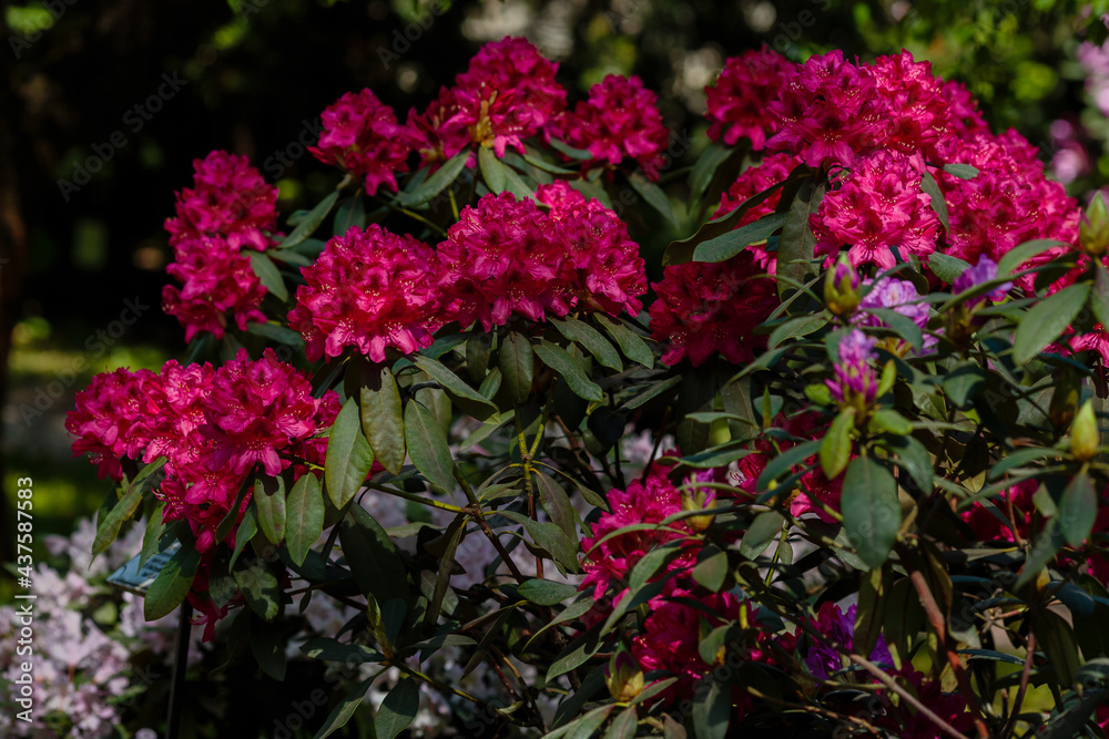 Flowering rhododendrons in the spring garden. Beautiful rhododendron flowers in bush