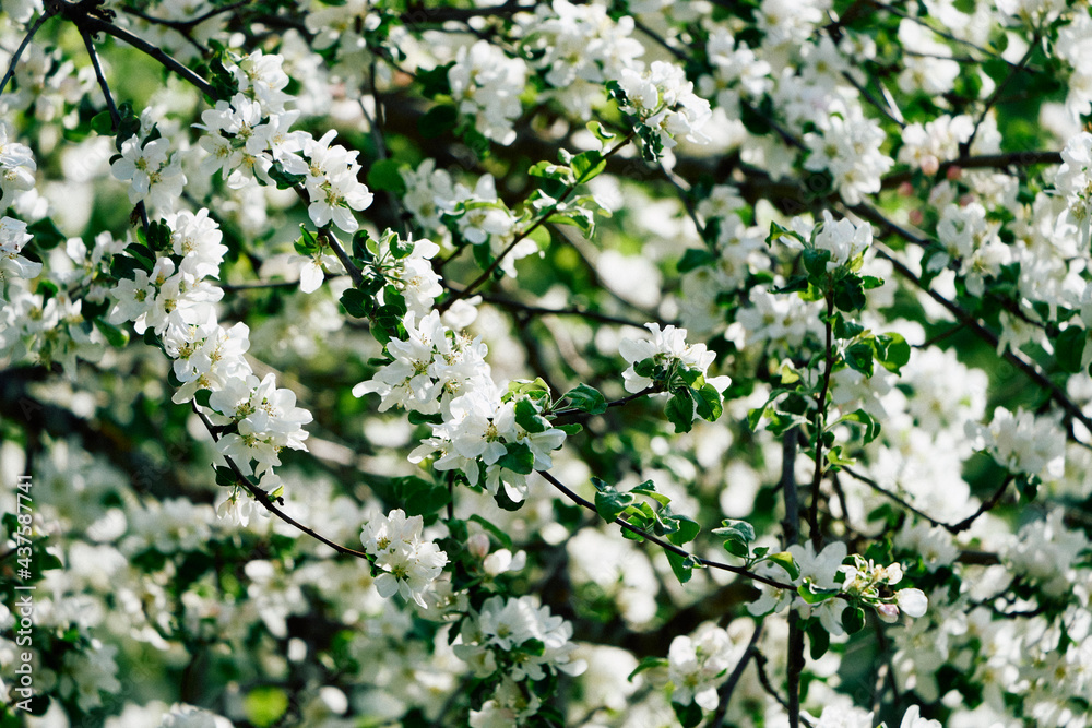 Fototapeta premium white apple tree flowers in the garden