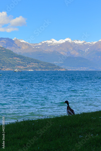 lonely duck by the lake